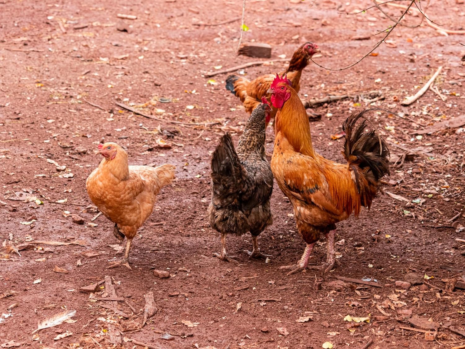 Evergreen Farm and Garden